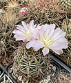 Gymnocalycium achirasense fma