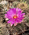 Thelocactus bicolor