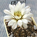 Gymnocalycium_ragonesei_L472_14y