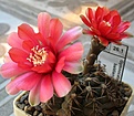 Gymnocalycium_baldianum_P127_15y