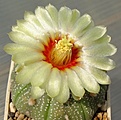 Astrophytum_asterias_L1016_6y