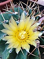 Ferocactus