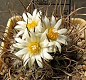 Turbinicarpus_gracilis_SB273_12y