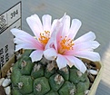 Turbinicarpus_lophophoroides_RS622_7y