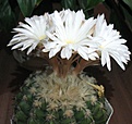 Discocactus_placentiformis_HU105_13y_1