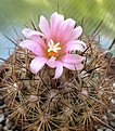 Coryphantha_pseudoechinus_SB576_14y