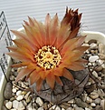 Pyrrhocactus_villicumensis_KH358_8y