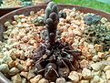 Gymnocalycium stellatum VG-315