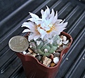 Turbinicarpus lophophoroides