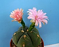 Вот как бывает...
Gymnocalycium horstii