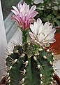 И так бывает...
Gymnocalycium friedrichii