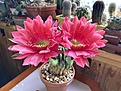 Echinopsis carmineoflora