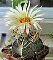 Astrophytum capricorne