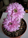 Gymnocalycium friedrichii