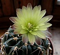 Gymnocalycium uruguayense