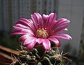 Gymnocalycium tillianum