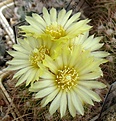 Parodia_mercedesiana_ZJ222_9y