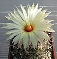 Coryphantha_kracikii_RS1015_15y