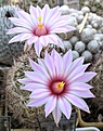 Phellosperma_tetrancistra_Lz454_14y_2