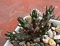 Tephrocactus_nigrispinus_RFPA662_01_1y