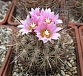 Coryphantha_pseudoechinus_SB576_14y_2