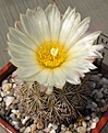 Coryphantha_werdermannii_SB575_14y