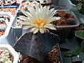 Astrophytum myriostigma v.strongylogonum