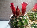 Parodia laui