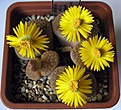 Lithops_schwantesii_ssp_gebseri_C165_13y