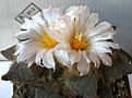 Ariocarpus_retusus_SB310_14y