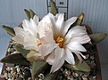 Ariocarpus_retusus_scapharostroides_PP232_14y