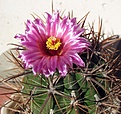 Ferocactus_fordii_SB1244_16y