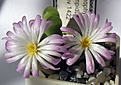 Conophytum_limpidum_Lav1422_4y