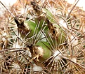 Coryphantha_pseudoechinus