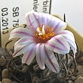 Turbinicarpus_schmiedickeanus_SB755_8y