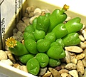 Conophytum loeschianum_5y_1