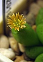 Conophytum loeschianum_5y_2