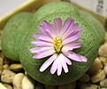 Conophytum_ernstii_5y