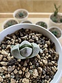 Pleiospilos Nelli