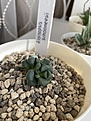 Aloinopsis schooneesii