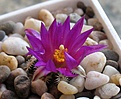 Mammillaria_hernandezii_FO23_3y