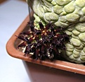 Pseudolithos_migiurtinus_12y