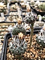 T.jauernigii