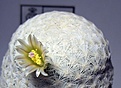 Mammillaria_egregia_SB30_13y