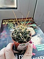 Похож на кактус из этой темы Hamatocactus sinuatus