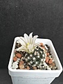 Porfiria schwarzii SB 699 (Mammillaria coahuilensis  SB 699)