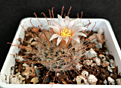 Mammillaria pennispinosa