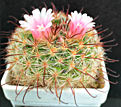 Mammillaria jaliscana L 1050