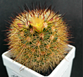Mammillaria densispina