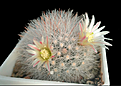 Mammillaria schwarzii